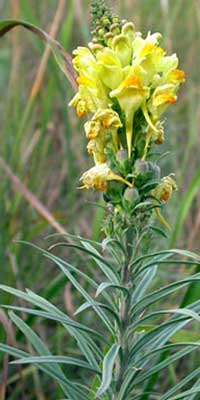 yellow toadflax
